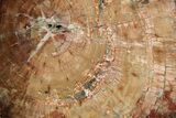 Colorful, Pink Petrified Wood (Araucaria) Round - Arizona #261787-1